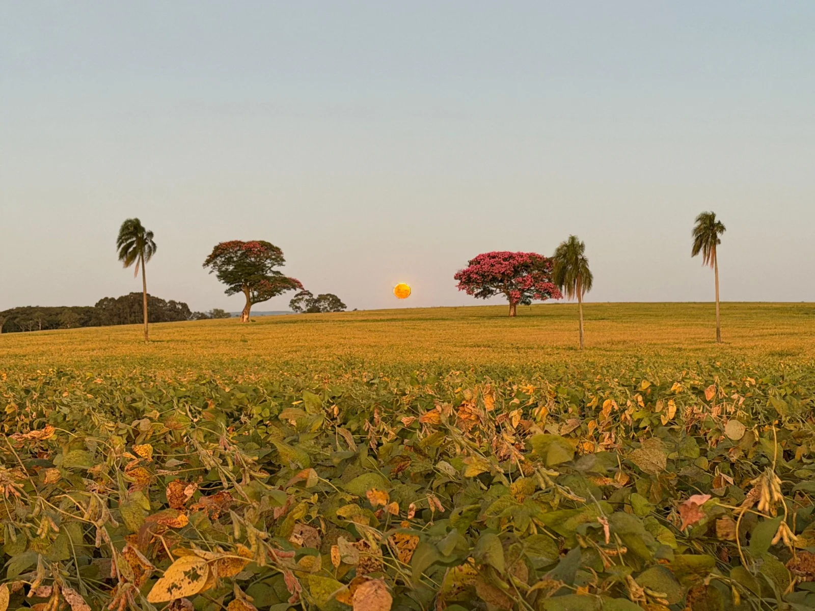 Pôr do sol no campo